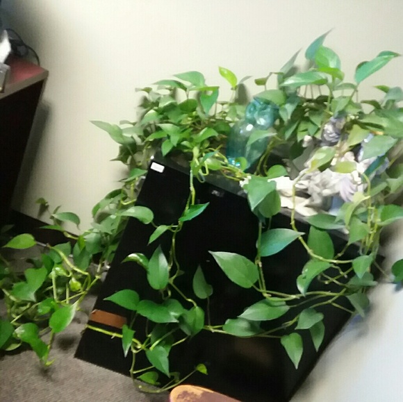 Meet your Posher, Eva - Picture 1 of 1